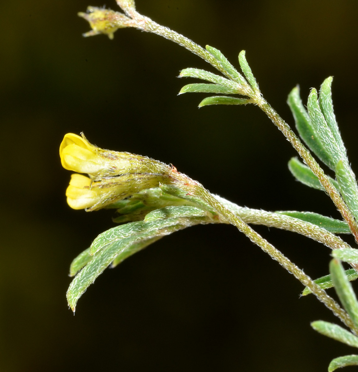 Antopetitia abyssinica