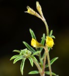 Antopetitia abyssinica