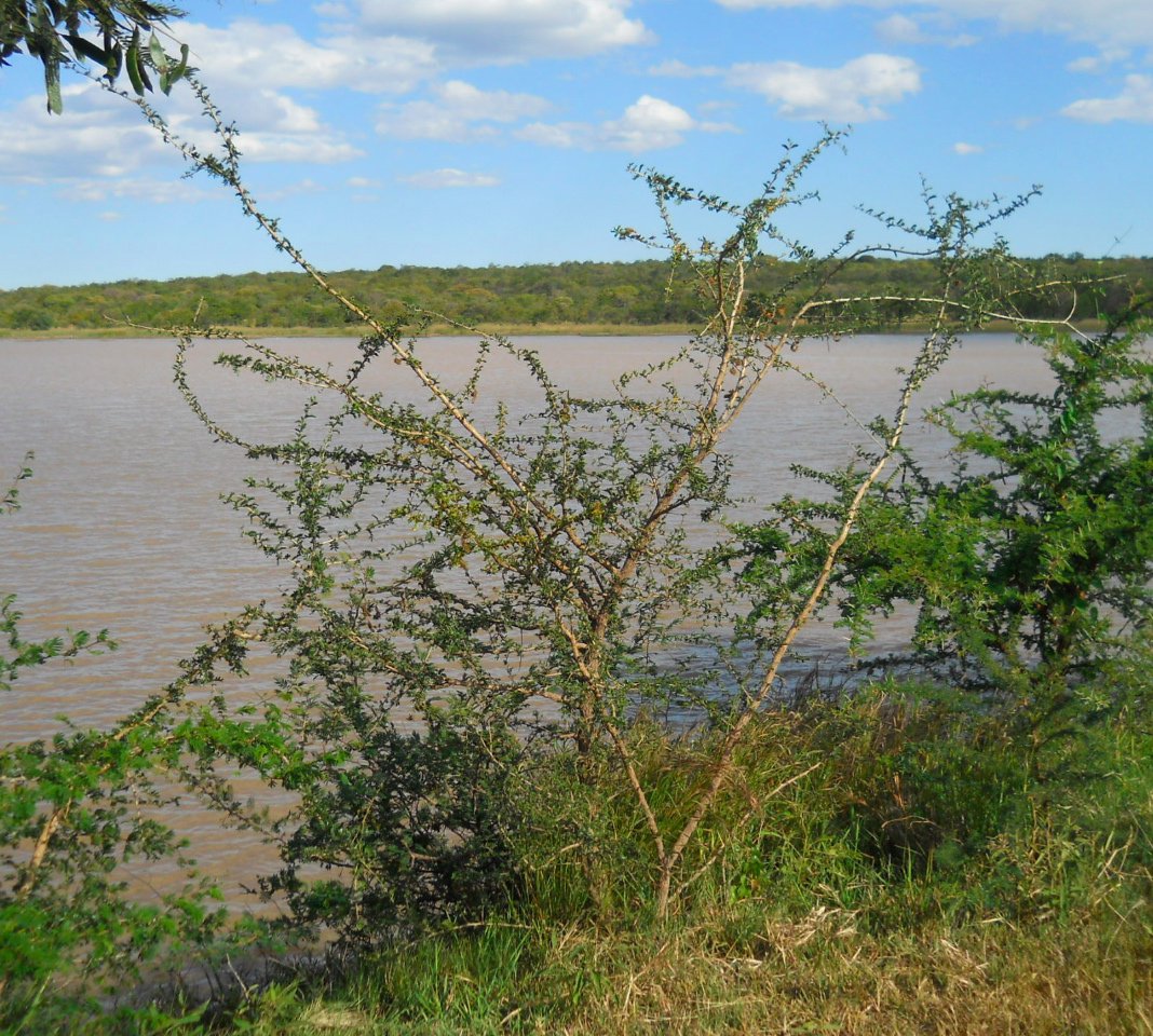 Ormocarpum trichocarpum Ormocarpum trichocarpum