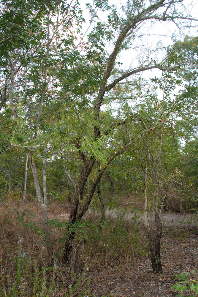 Ormocarpum trichocarpum