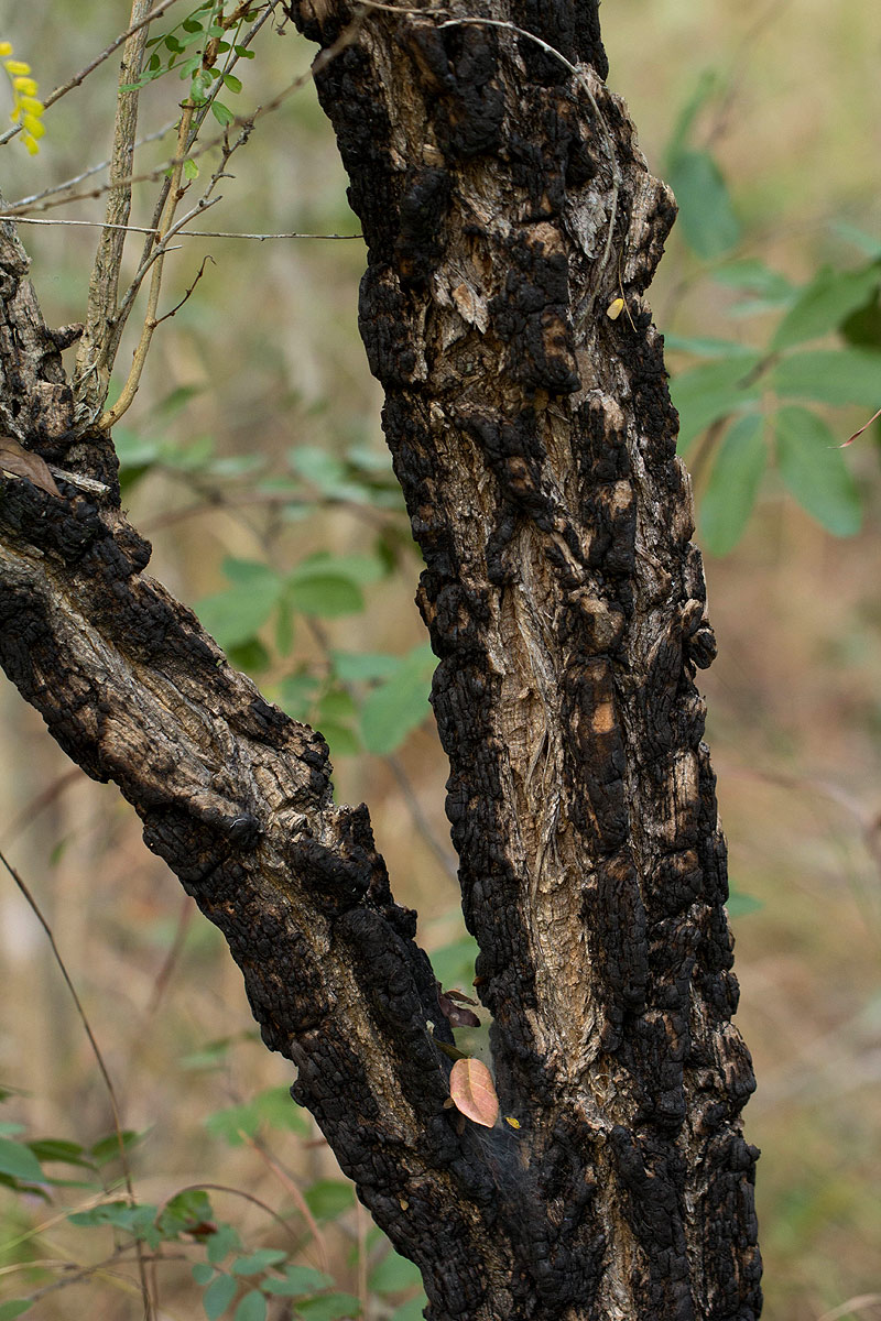 Ormocarpum trichocarpum