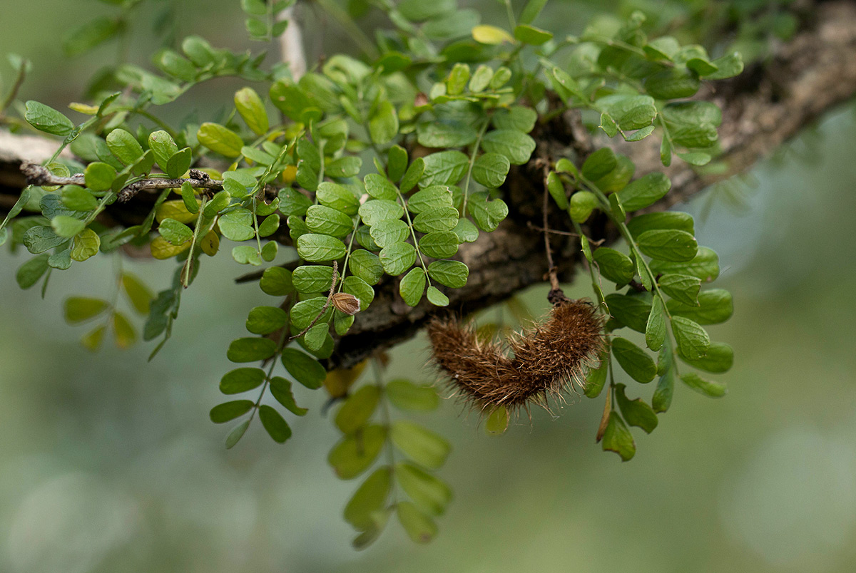 Ormocarpum trichocarpum