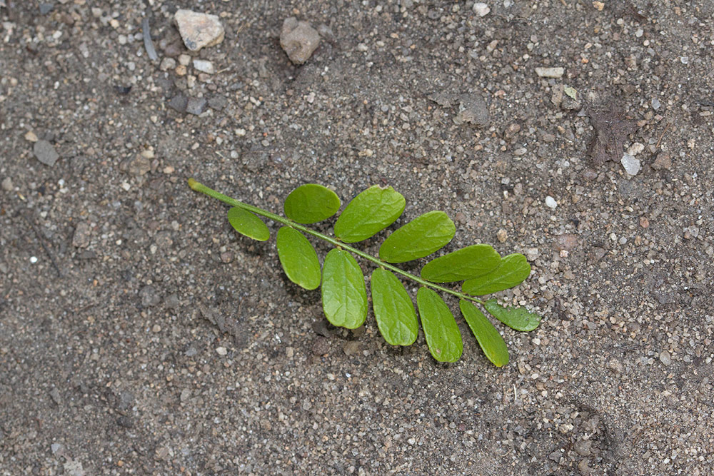 Ormocarpum trichocarpum