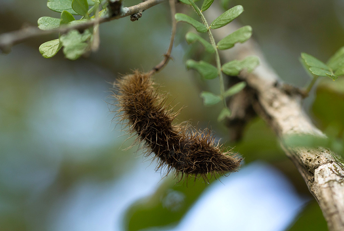 Ormocarpum trichocarpum