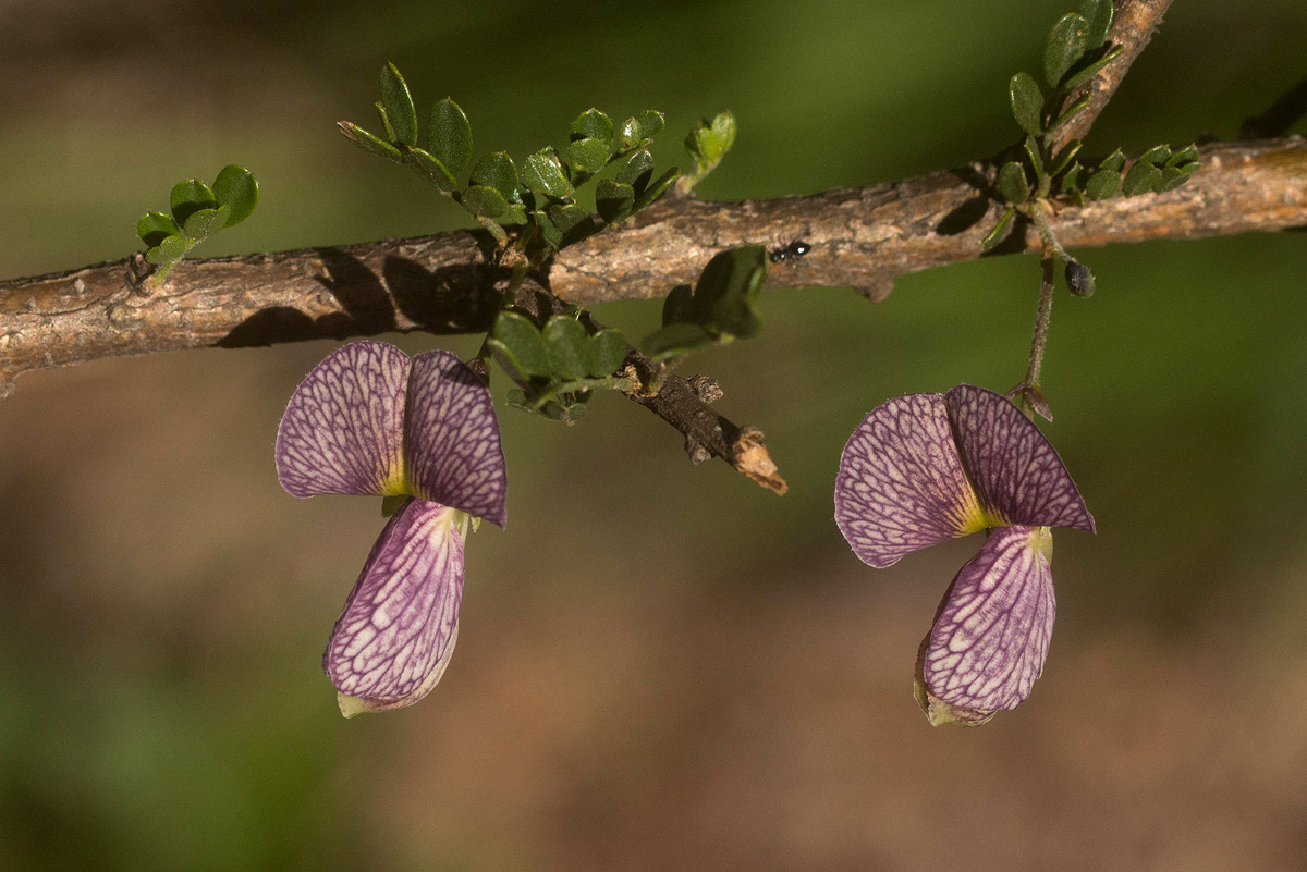 Ormocarpum trichocarpum
