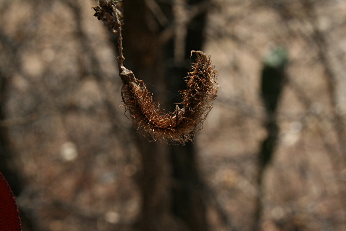 Ormocarpum trichocarpum