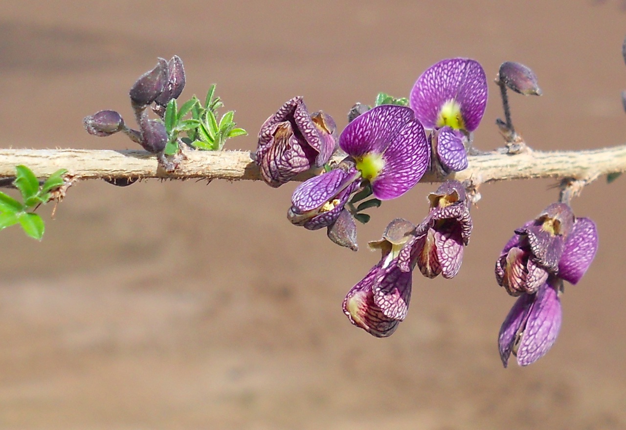 Ormocarpum trichocarpum Ormocarpum trichocarpum