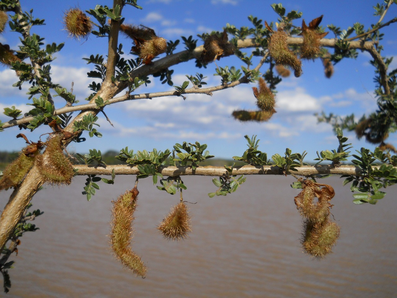 Ormocarpum trichocarpum