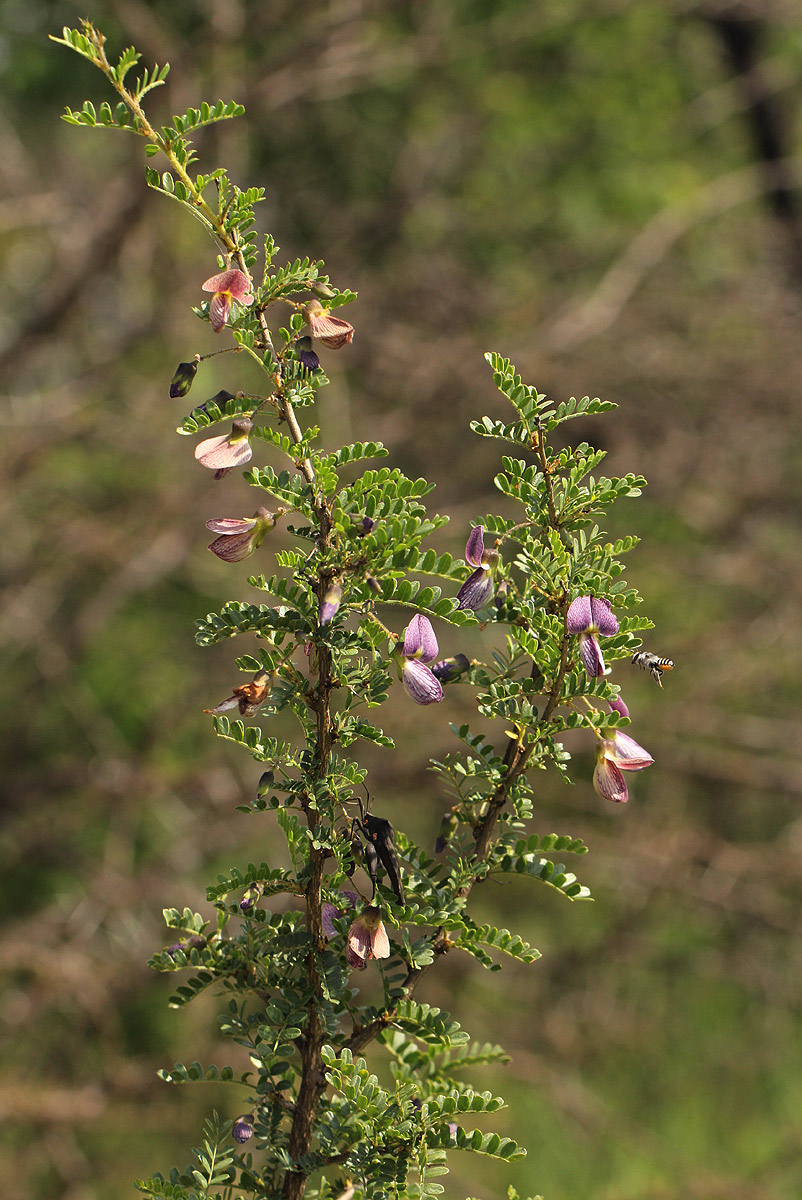 Ormocarpum trichocarpum Ormocarpum trichocarpum