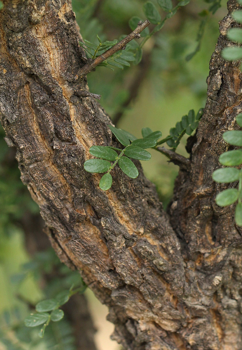 Ormocarpum trichocarpum