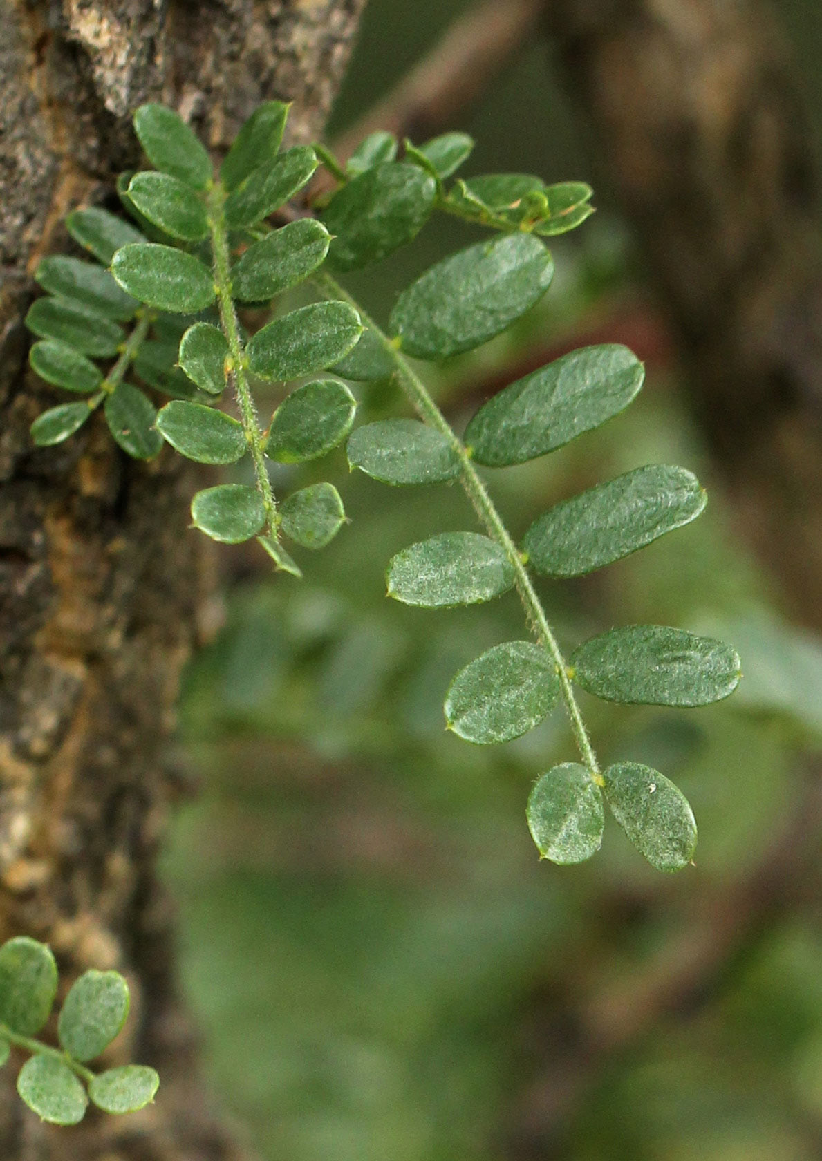 Ormocarpum trichocarpum Ormocarpum trichocarpum