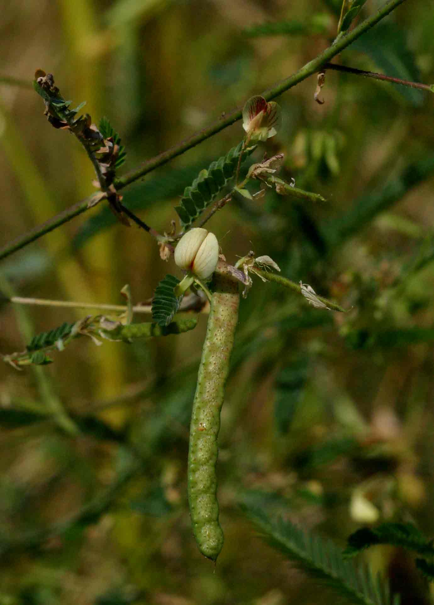 Aeschynomene indica Aeschynomene indica