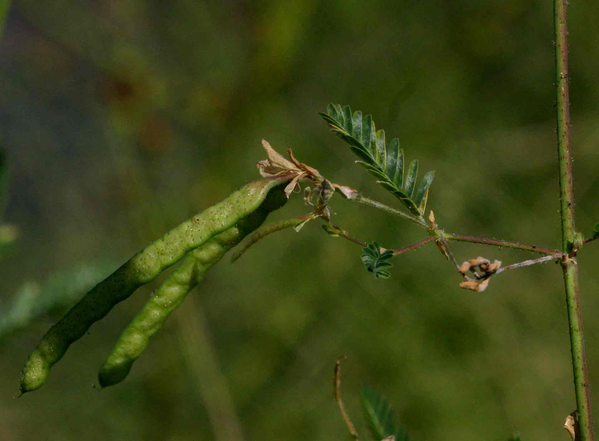 Aeschynomene indica Aeschynomene indica
