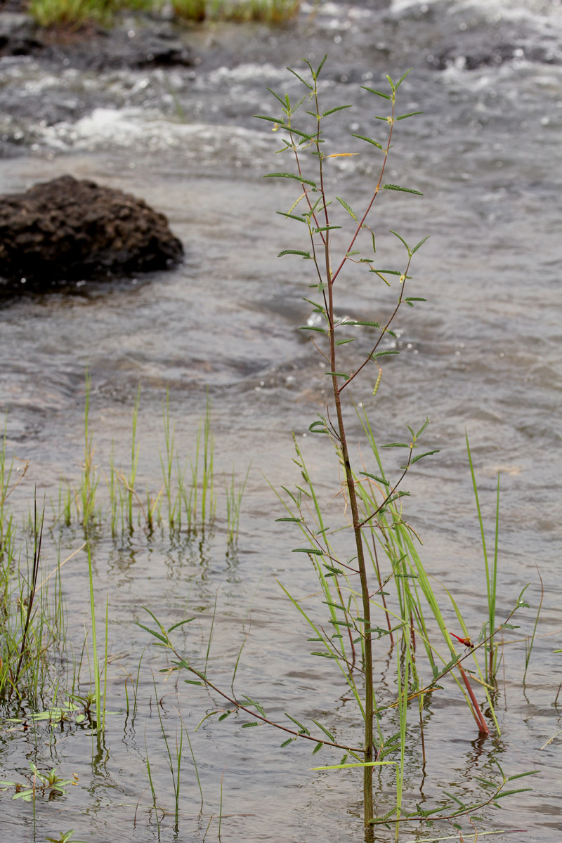 Aeschynomene indica Aeschynomene indica