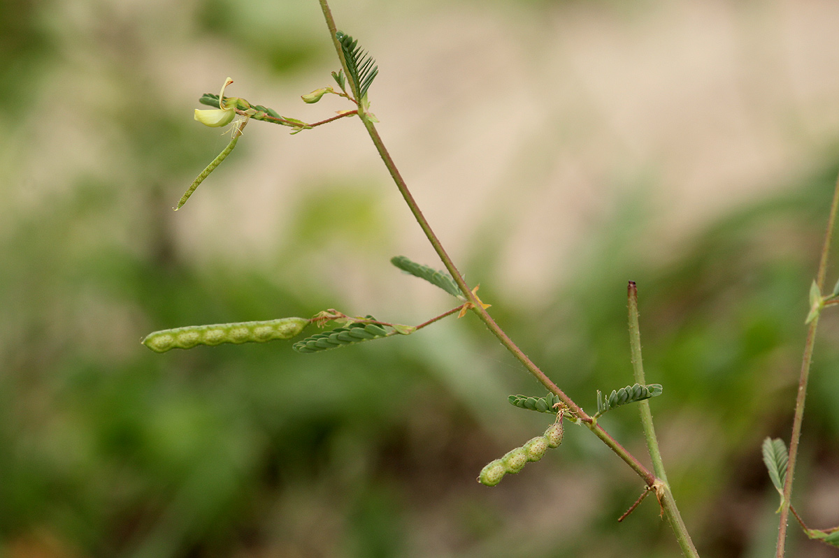 Aeschynomene indica Aeschynomene indica