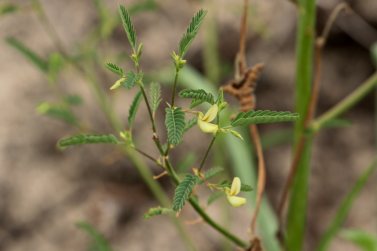 Aeschynomene indica Aeschynomene indica