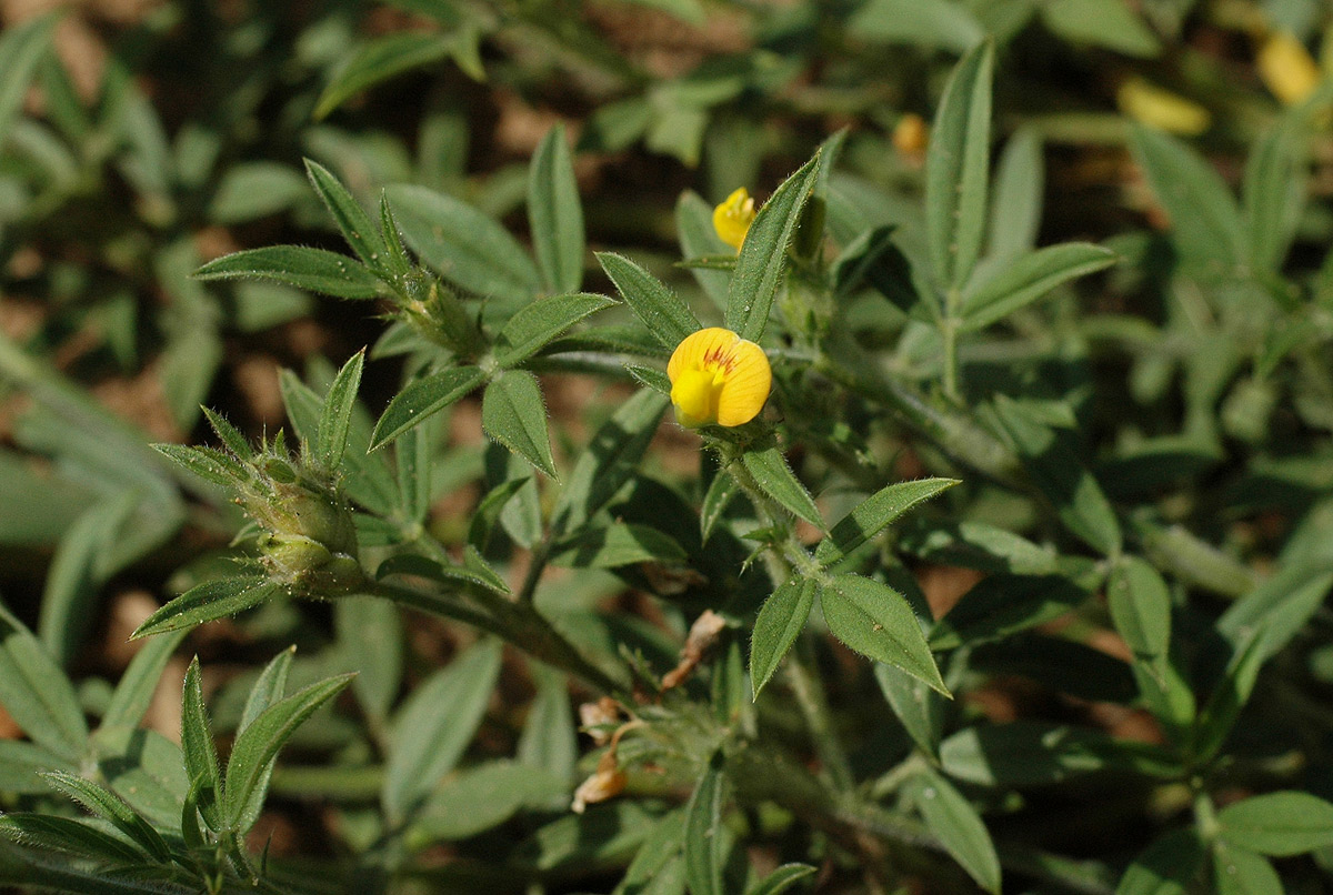 Stylosanthes fruticosa Stylosanthes fruticosa