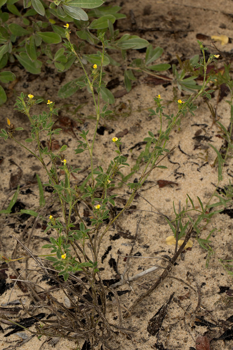 Stylosanthes fruticosa Stylosanthes fruticosa