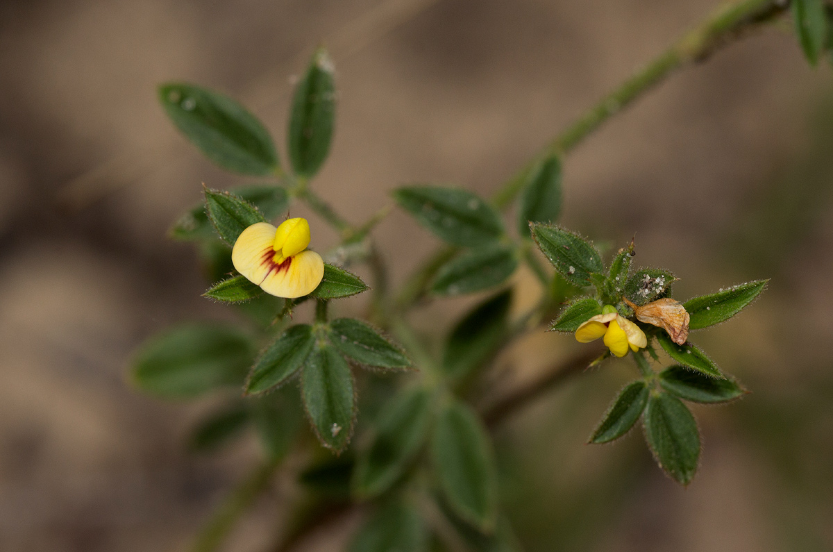 Stylosanthes fruticosa