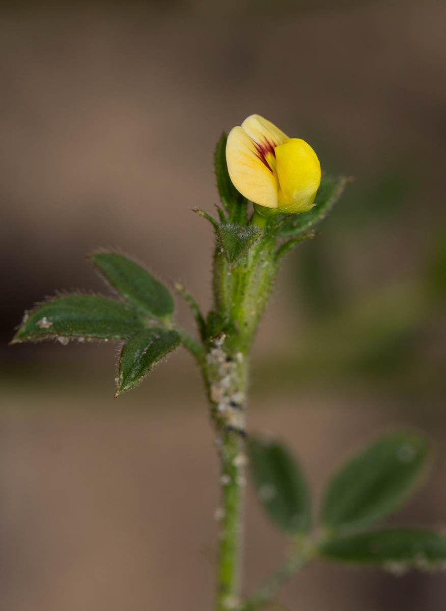 Stylosanthes fruticosa