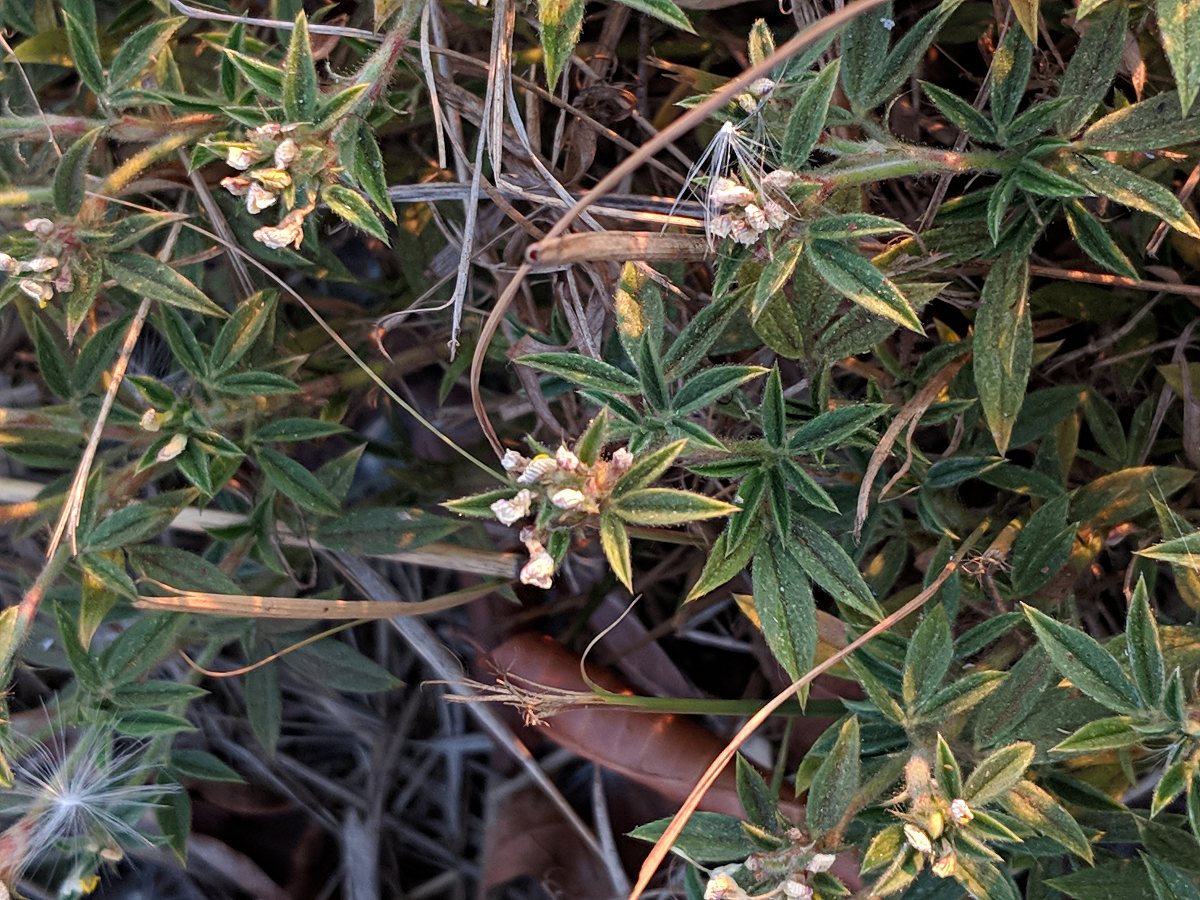 Stylosanthes fruticosa