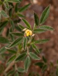 Stylosanthes fruticosa