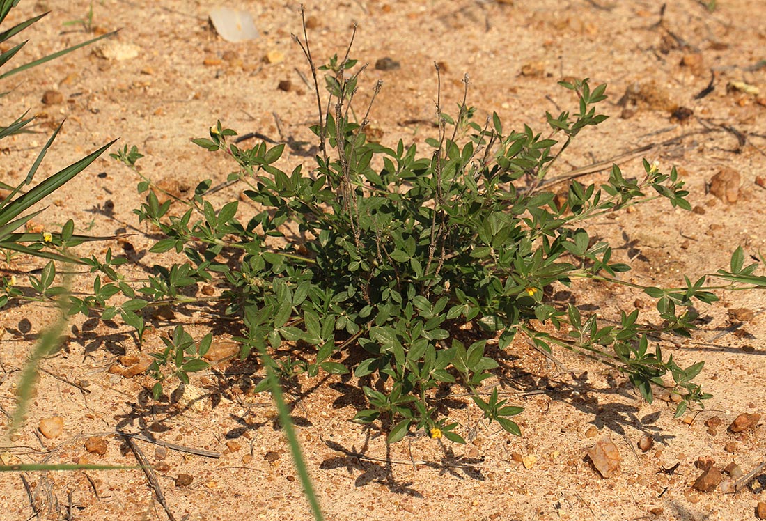 Stylosanthes fruticosa Stylosanthes fruticosa