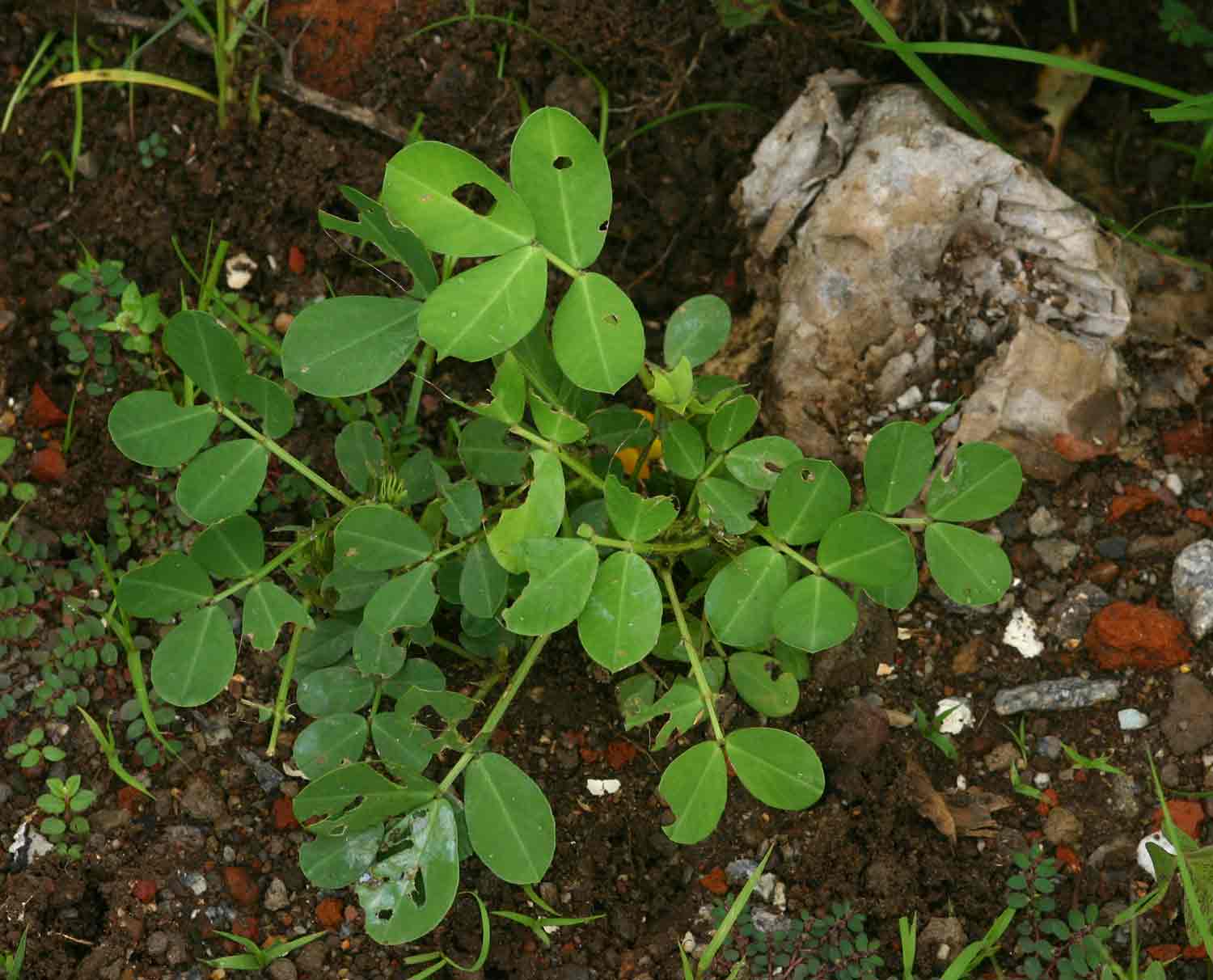 Arachis hypogaea Arachis hypogaea