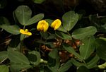 Arachis hypogaea