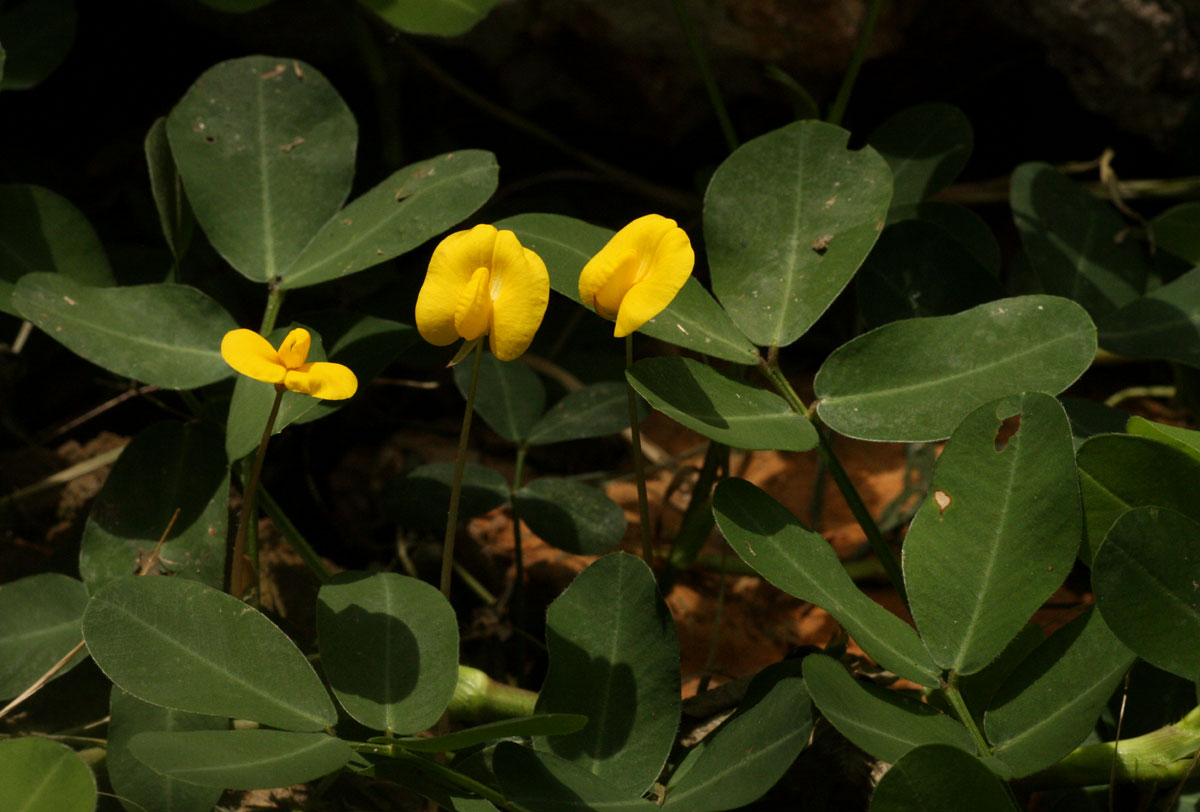 Arachis hypogaea Arachis hypogaea