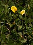 Arachis hypogaea