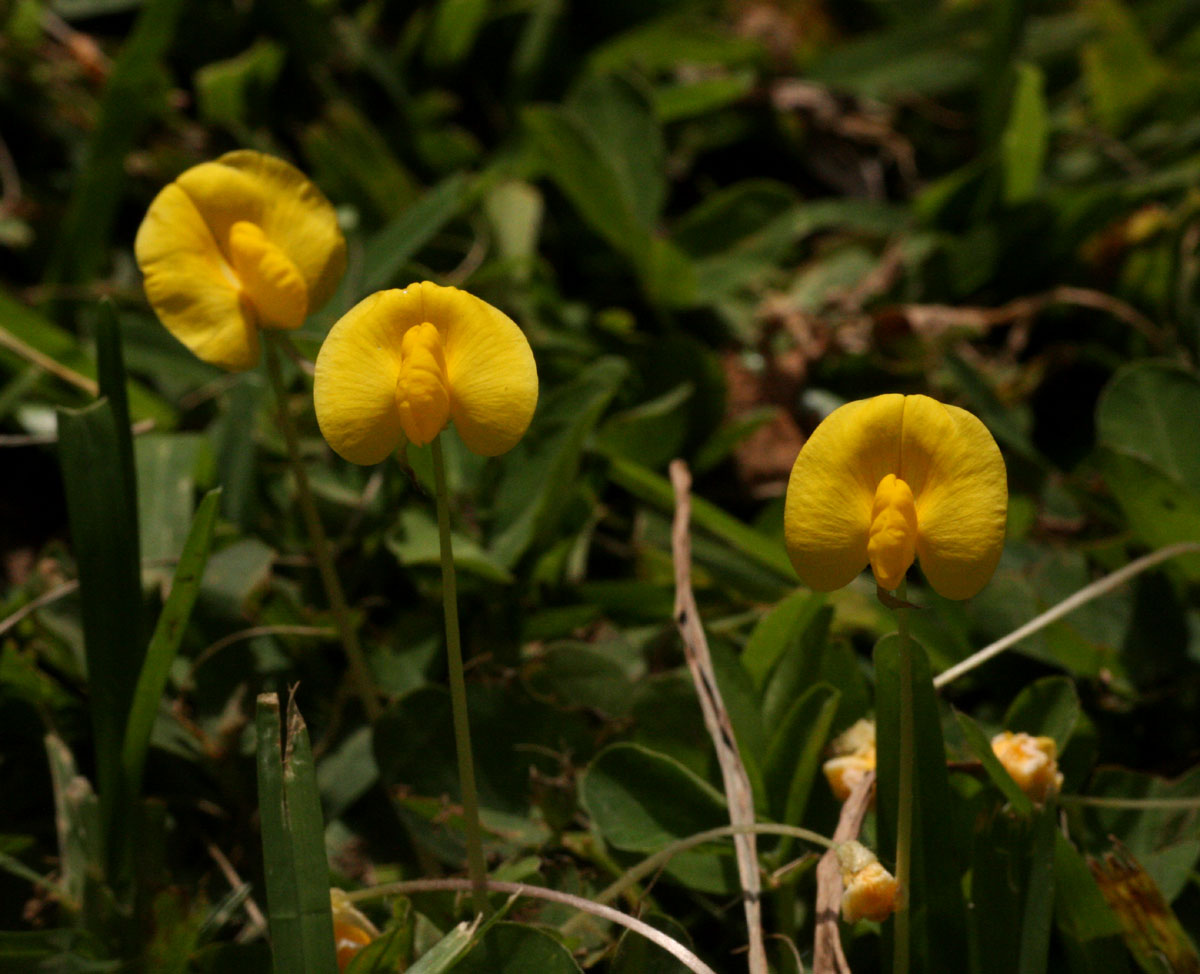 Arachis hypogaea