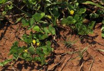 Arachis hypogaea