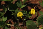 Arachis hypogaea