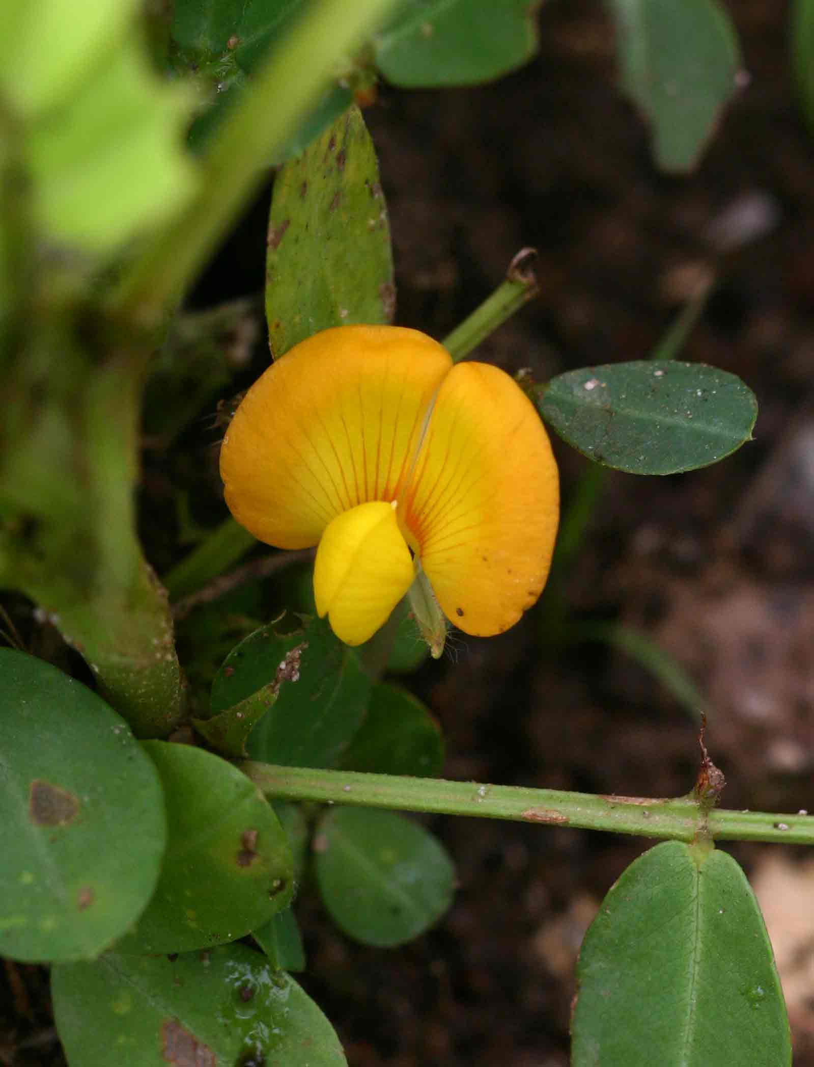 Arachis hypogaea Arachis hypogaea