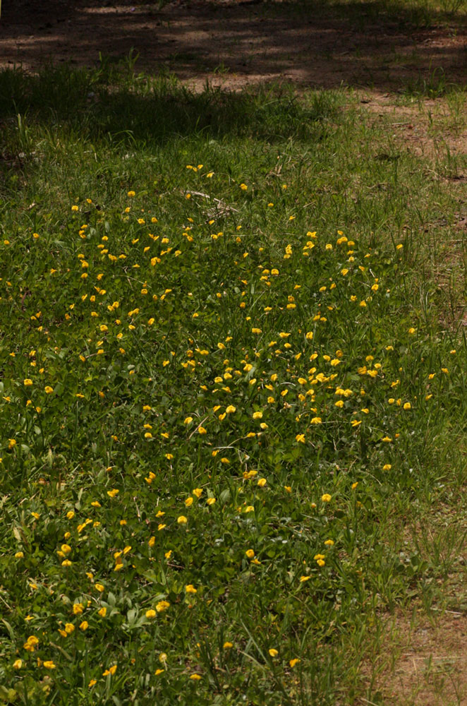 Arachis hypogaea Arachis hypogaea