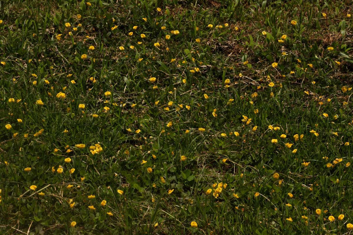 Arachis hypogaea Arachis hypogaea