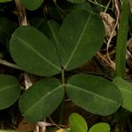 Arachis hypogaea