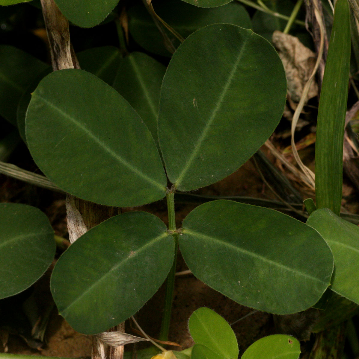 Arachis hypogaea