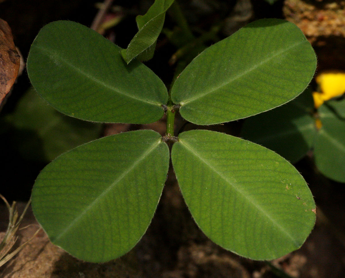 Arachis hypogaea Arachis hypogaea