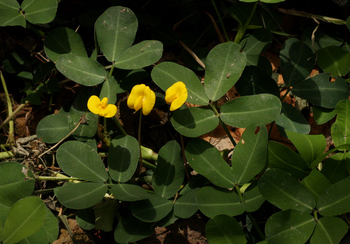 Arachis hypogaea