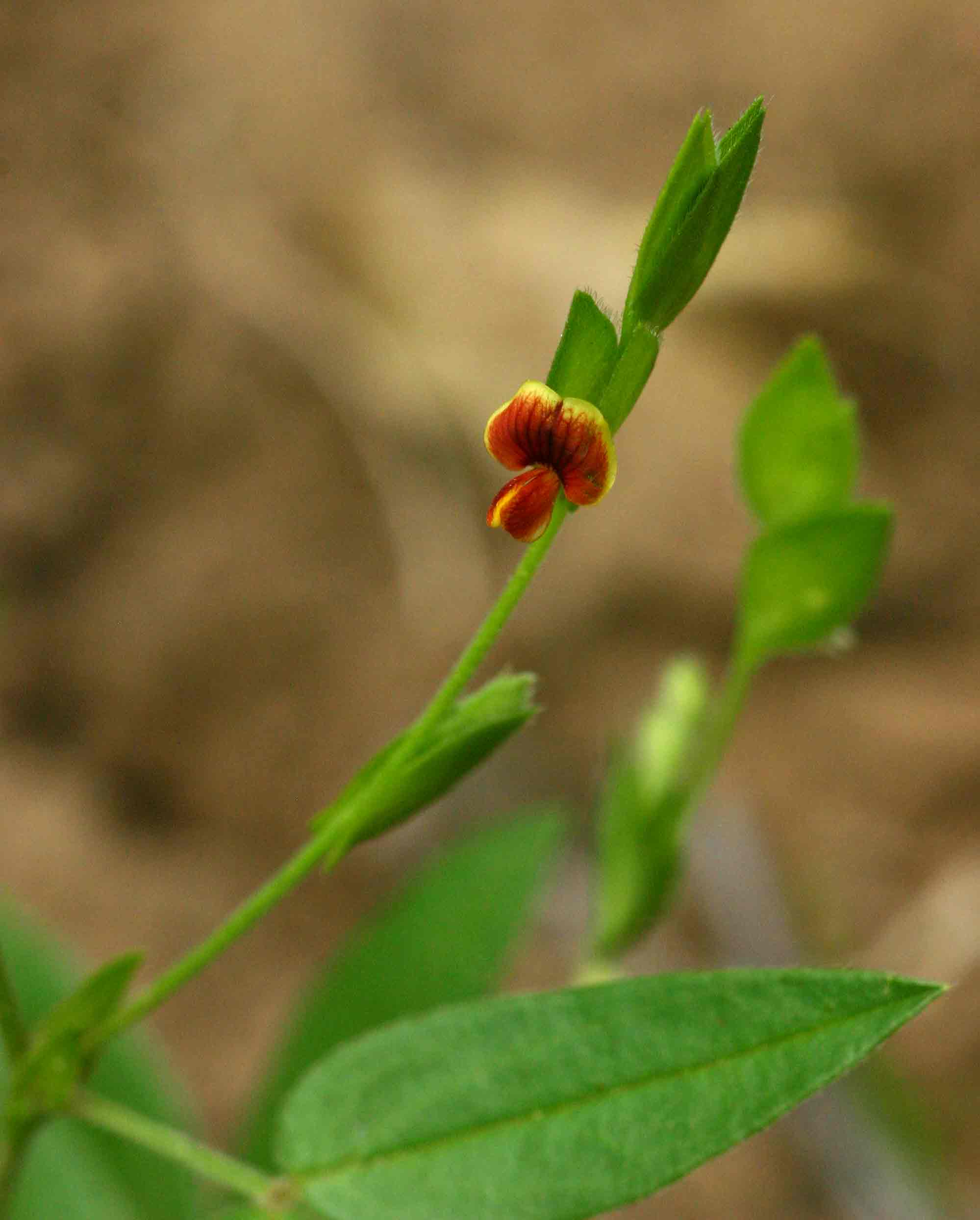 Zornia glochidiata Zornia glochidiata