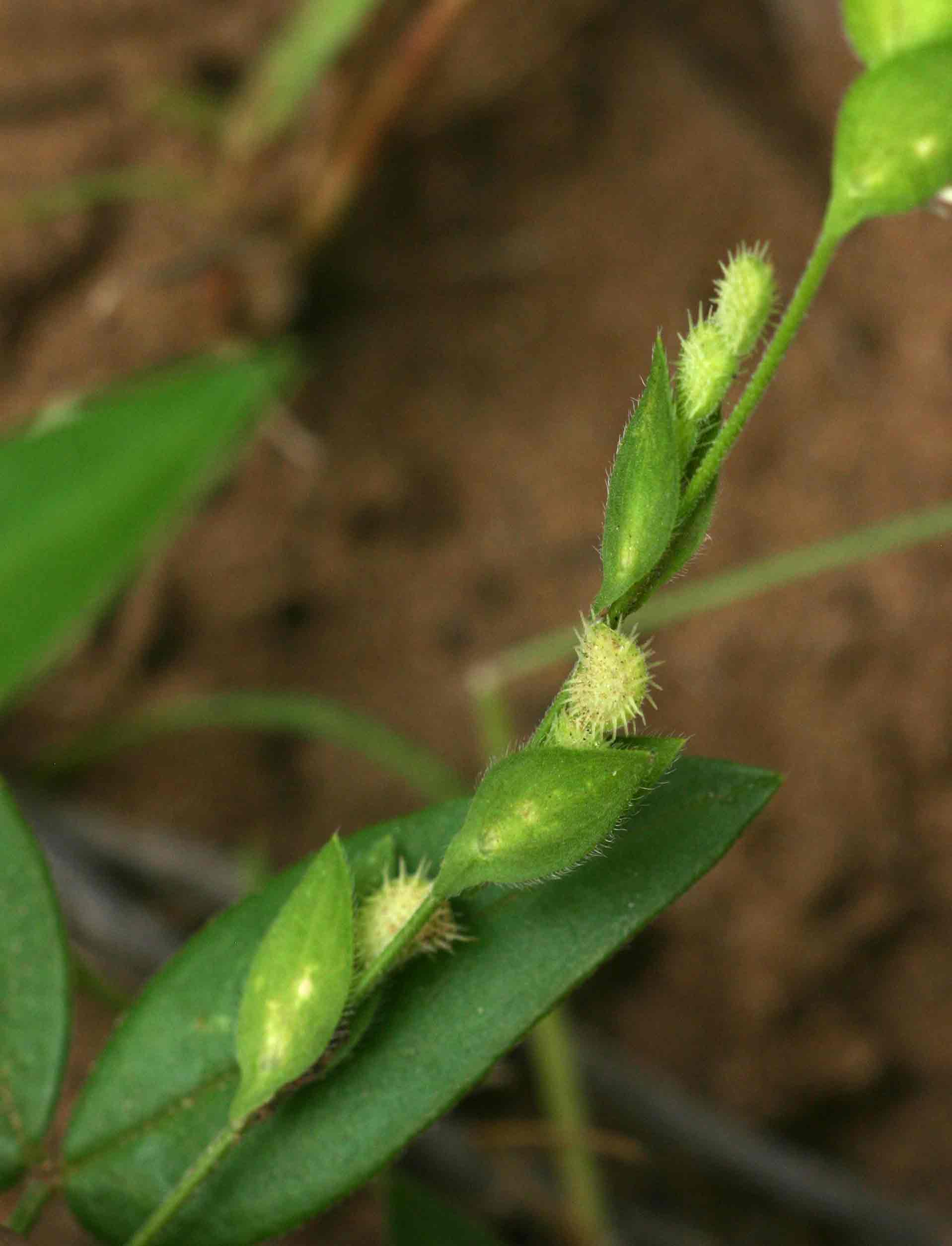 Zornia glochidiata Zornia glochidiata