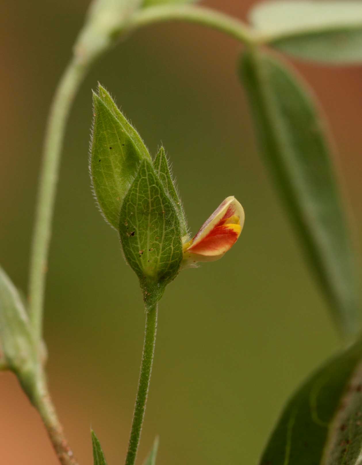 Zornia glochidiata Zornia glochidiata