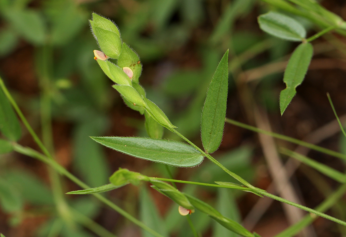 Zornia glochidiata Zornia glochidiata