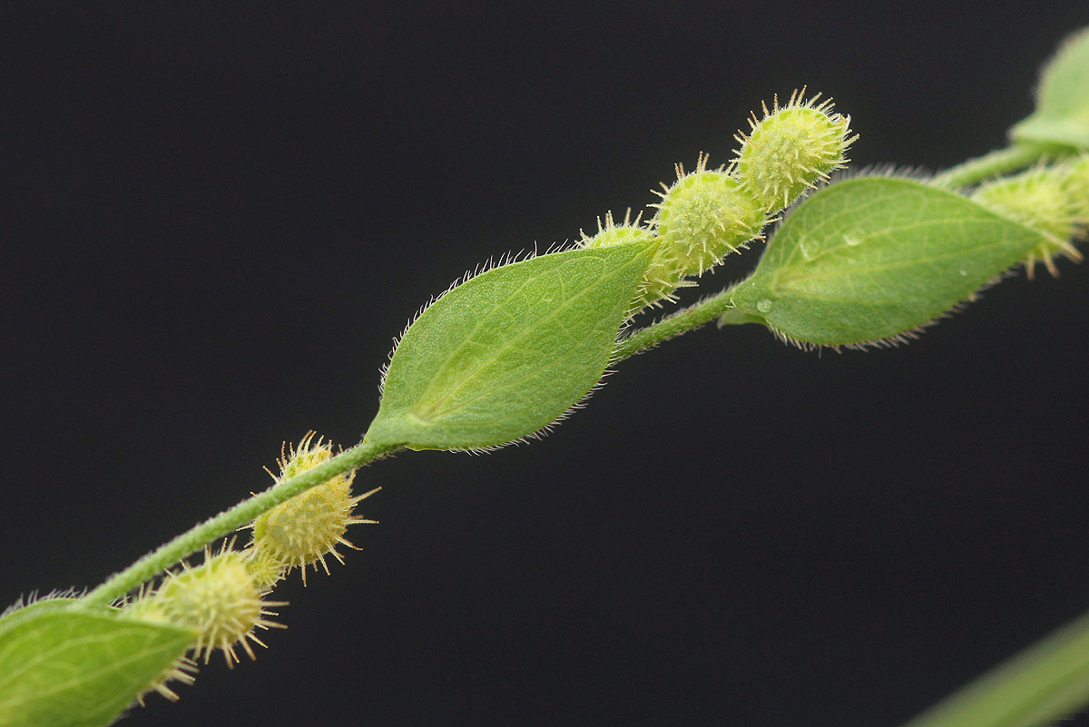 Zornia glochidiata Zornia glochidiata
