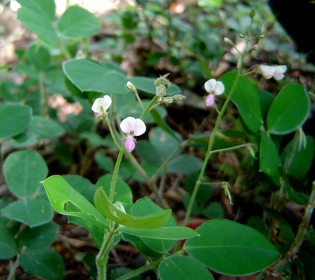 Grona adscendens Grona adscendens