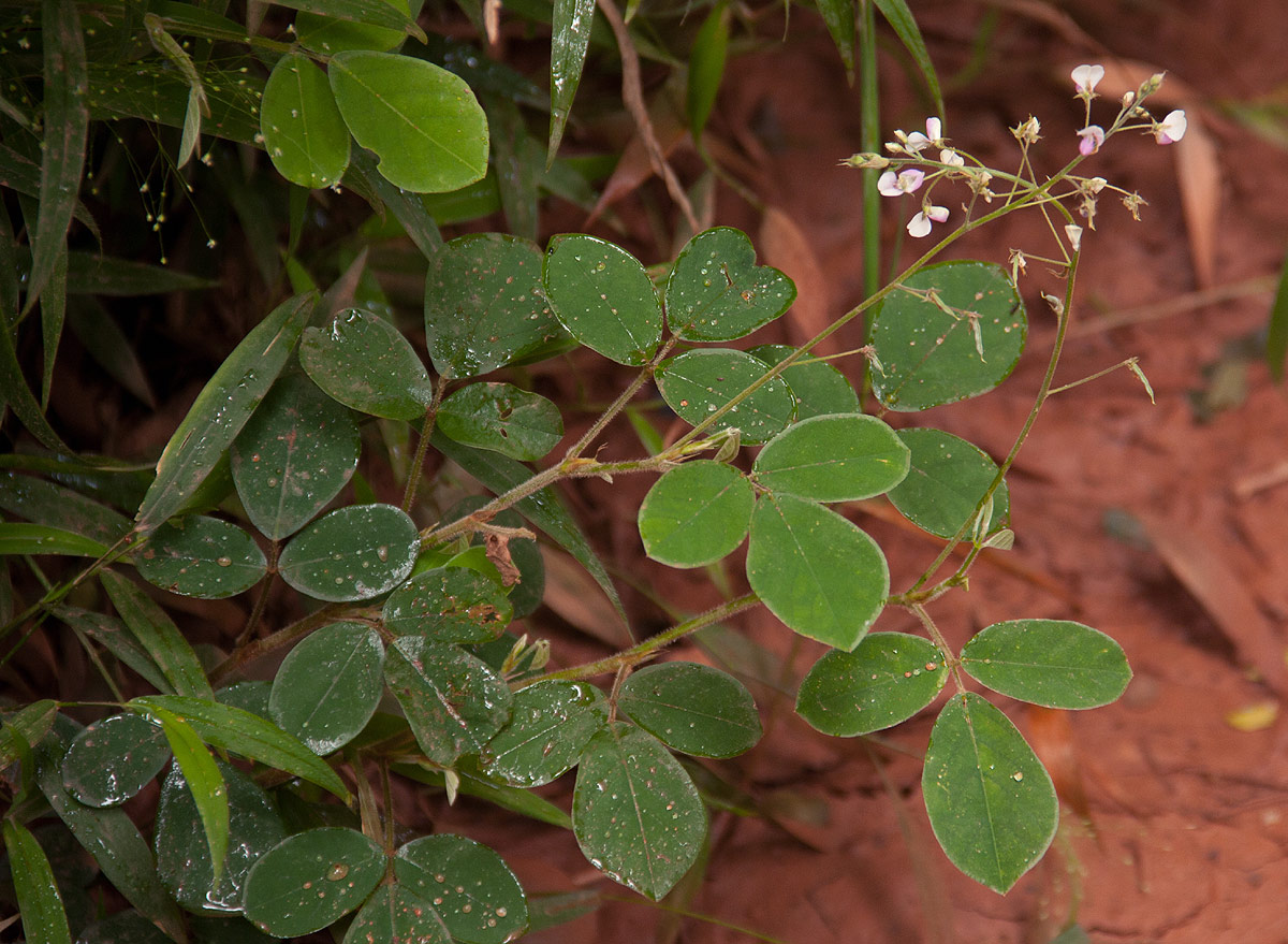 Grona adscendens Grona adscendens