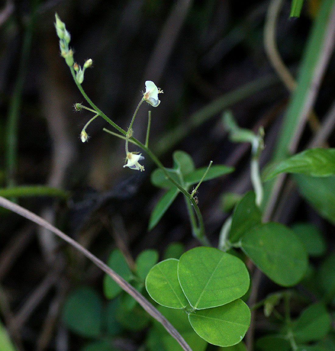 Grona adscendens Grona adscendens