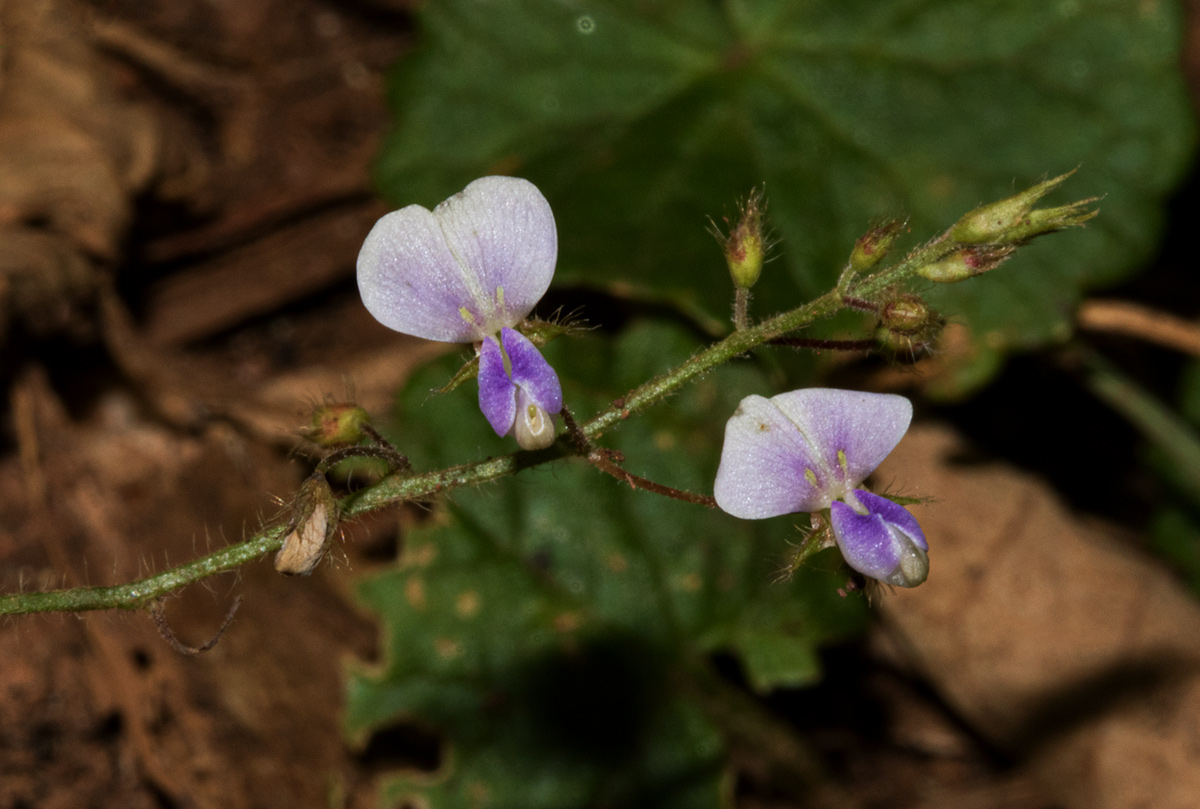 Grona adscendens Grona adscendens